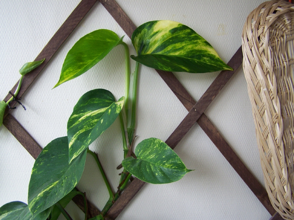 Devils Ivy